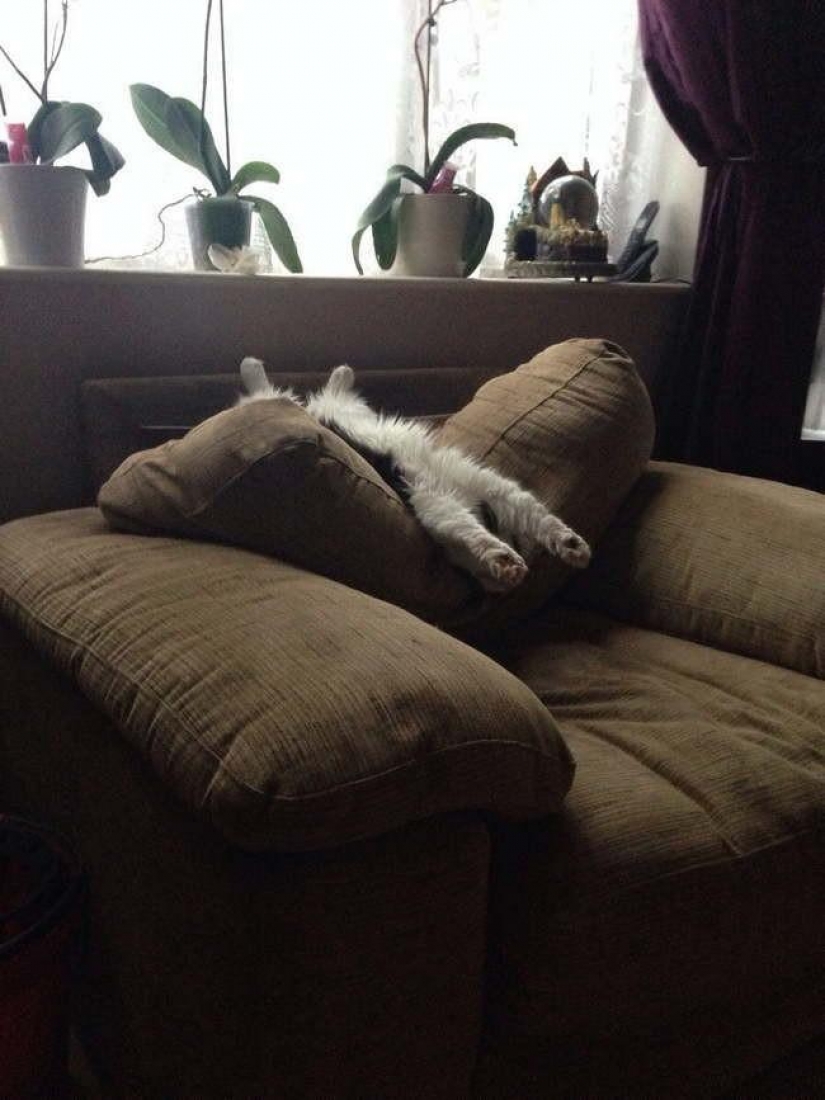 15 de las reglas de la vida del gato 15 de las reglas de la vida del gato