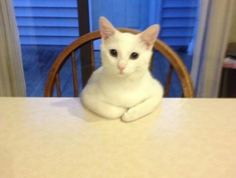 15 de las reglas de la vida del gato 15 de las reglas de la vida del gato