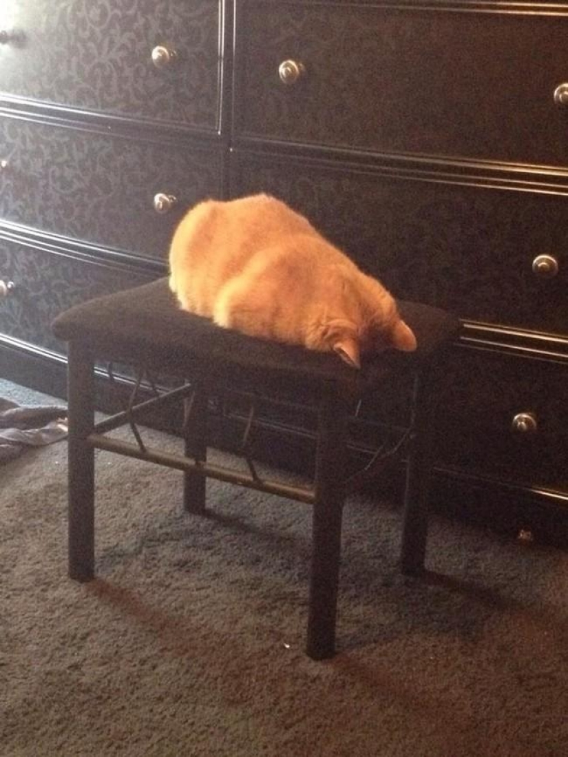 15 de las reglas de la vida del gato 15 de las reglas de la vida del gato