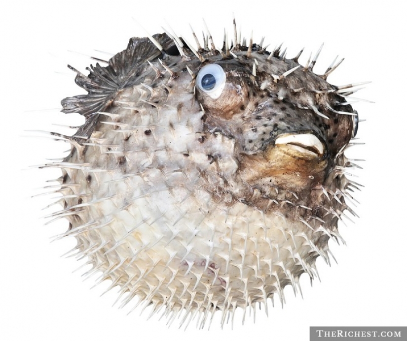 15 gifts for those you hate 15 gifts for those you hate