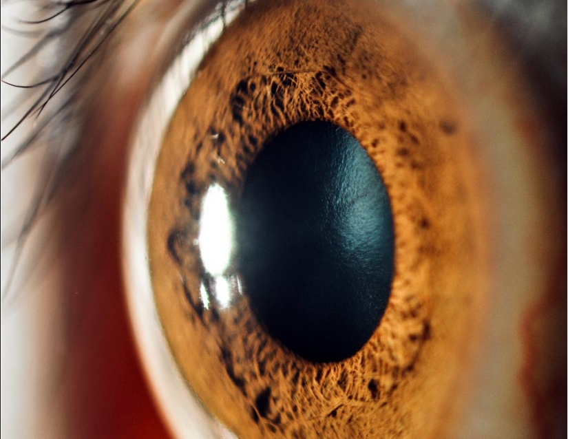 15 hechos por los ojos que te sorprenderá