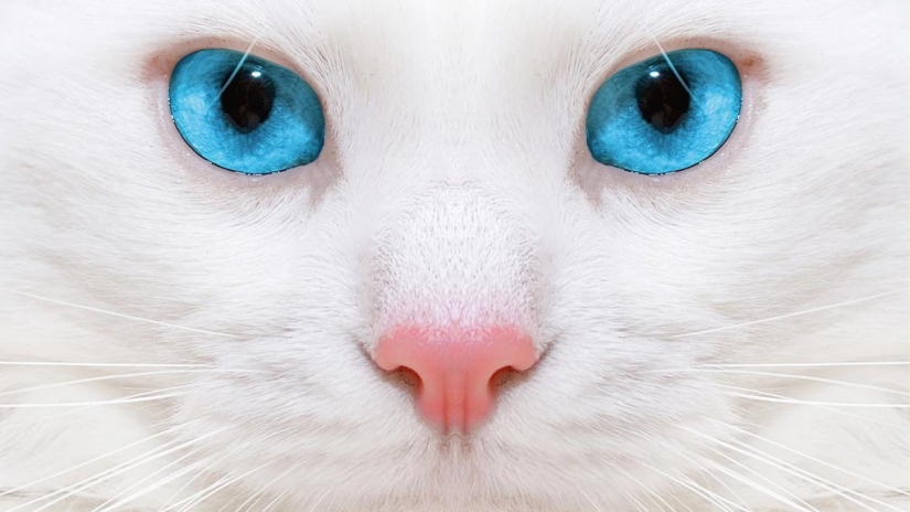 15 hechos por los ojos que te sorprenderá