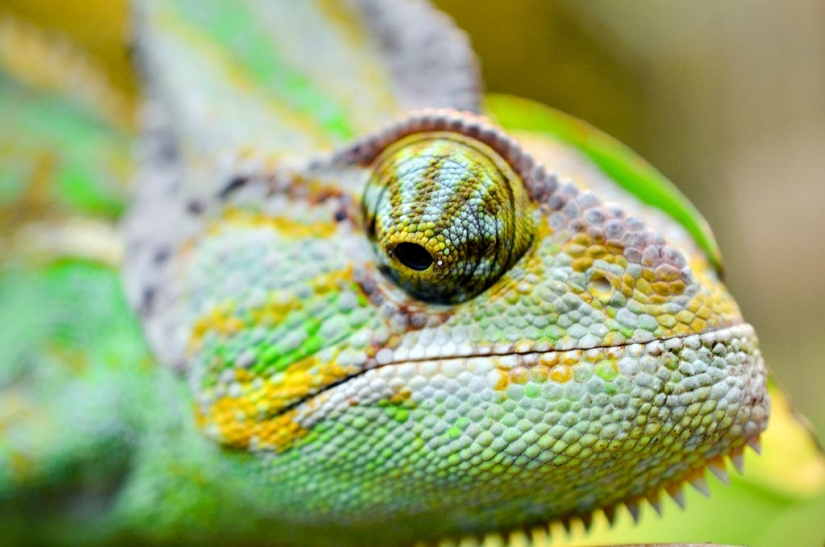 15 hechos por los ojos que te sorprenderá