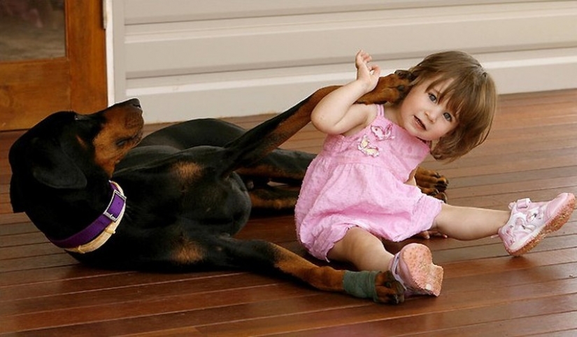 15 increíbles historias sobre animales héroes que salvó a la gente de la muerte 15 increíbles historias sobre animales héroes que salvó a la gente de la muerte