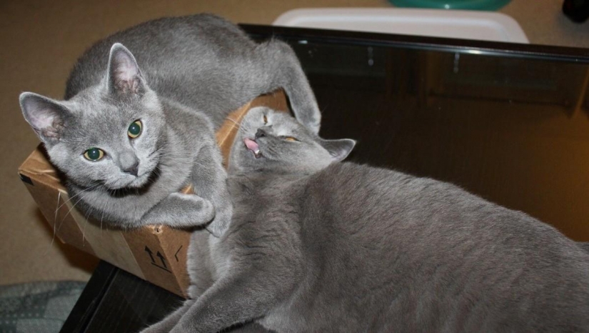 15 rules of life of the cat