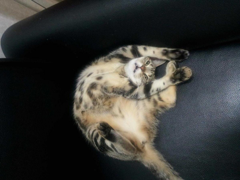 15 rules of life of the cat