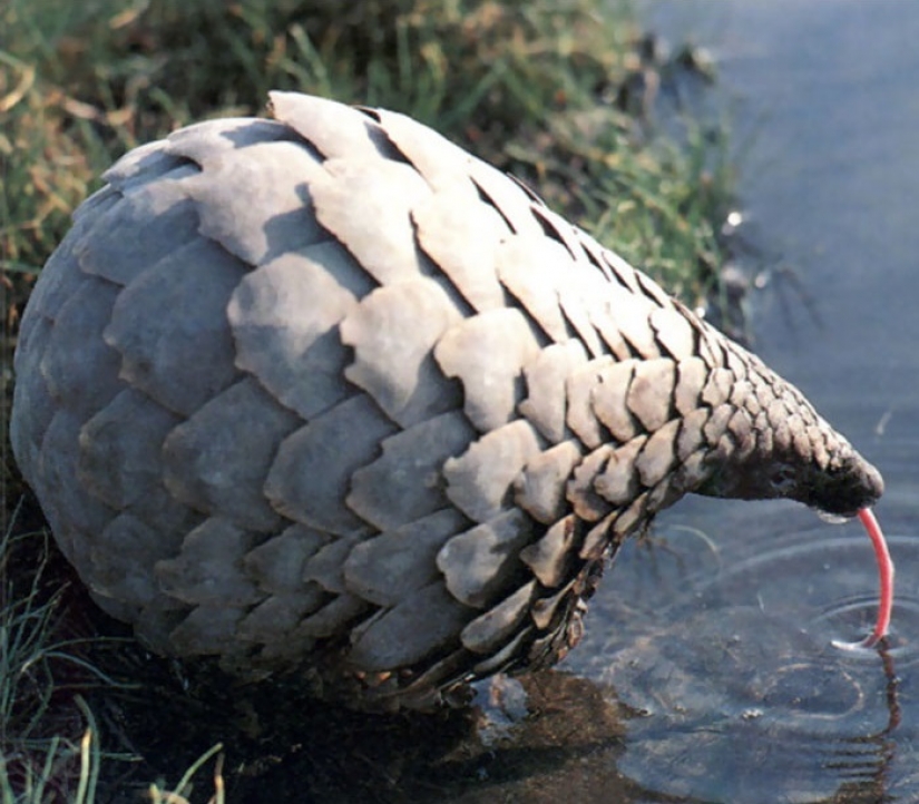 15 sorprendentes hechos sobre las bestias que hacen caso omiso de los científicos 15 sorprendentes hechos sobre las bestias que hacen caso omiso de los científicos