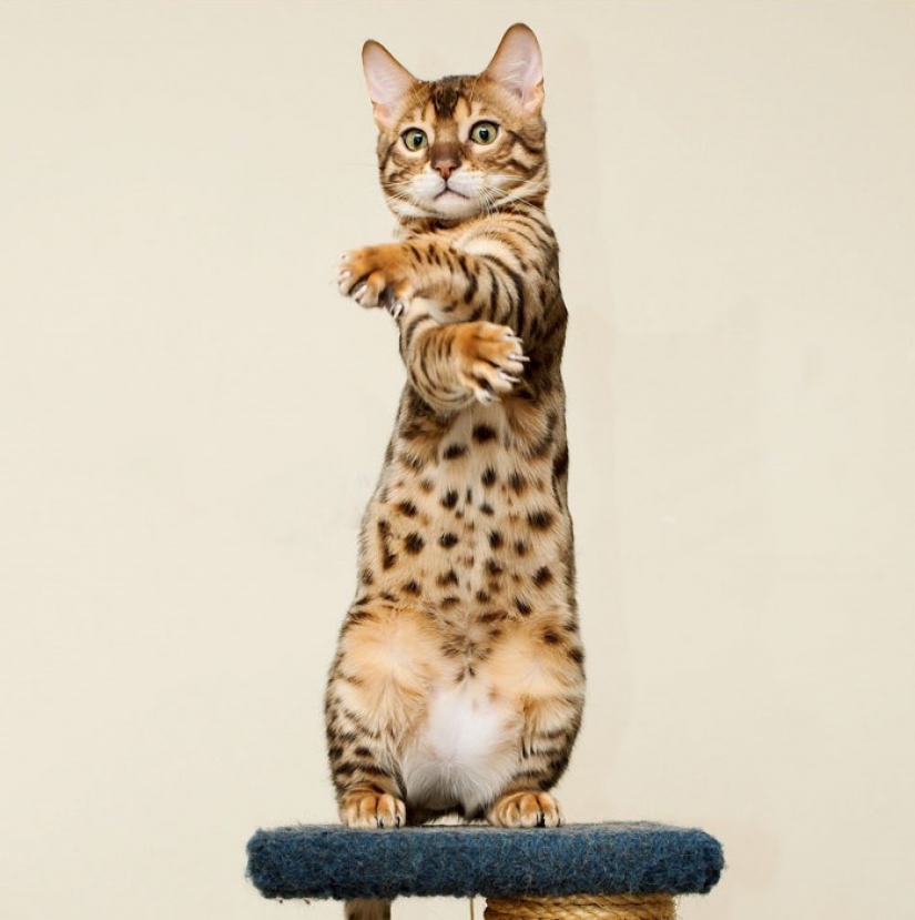 15 sorprendentes hechos sobre las bestias que hacen caso omiso de los científicos 15 sorprendentes hechos sobre las bestias que hacen caso omiso de los científicos