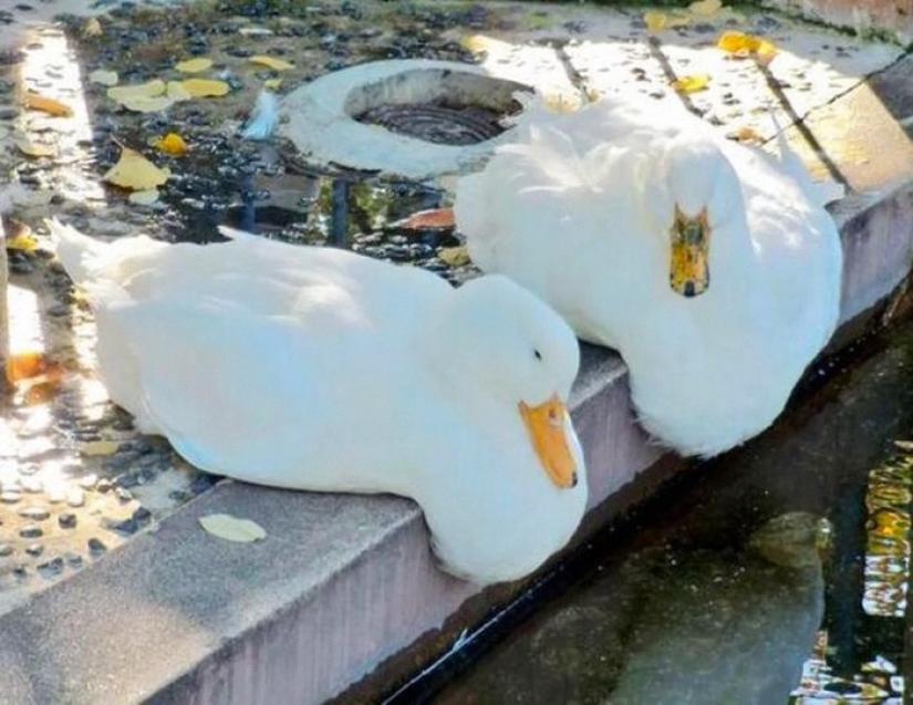 15 sorprendentes hechos sobre las bestias que hacen caso omiso de los científicos 15 sorprendentes hechos sobre las bestias que hacen caso omiso de los científicos