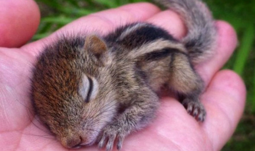 15 tiny babies that fit in the palm of your hand 15 tiny babies that fit in the palm of your hand