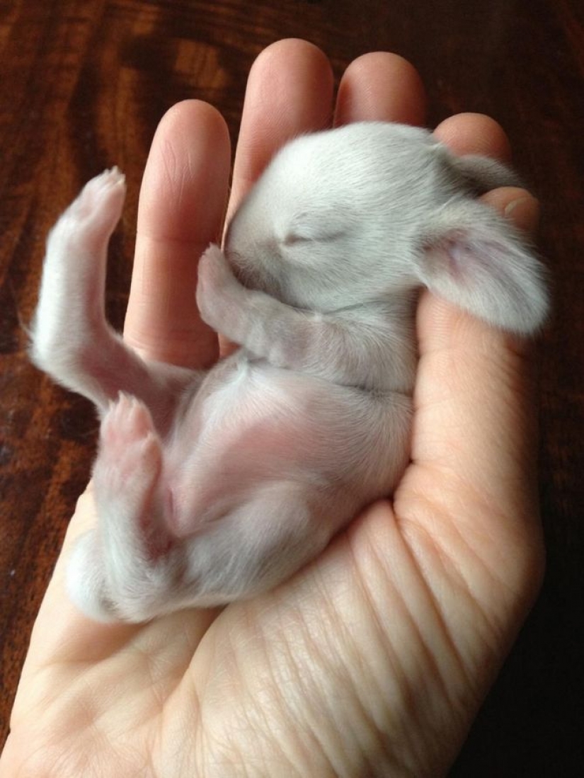 15 tiny babies that fit in the palm of your hand 15 tiny babies that fit in the palm of your hand