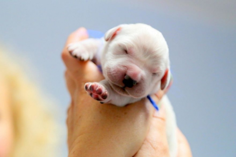 15 tiny babies that fit in the palm of your hand 15 tiny babies that fit in the palm of your hand
