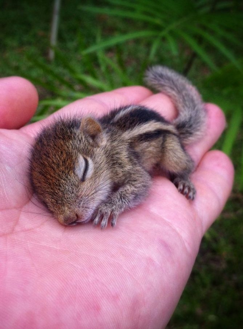 15 tiny babies that fit in the palm of your hand 15 tiny babies that fit in the palm of your hand