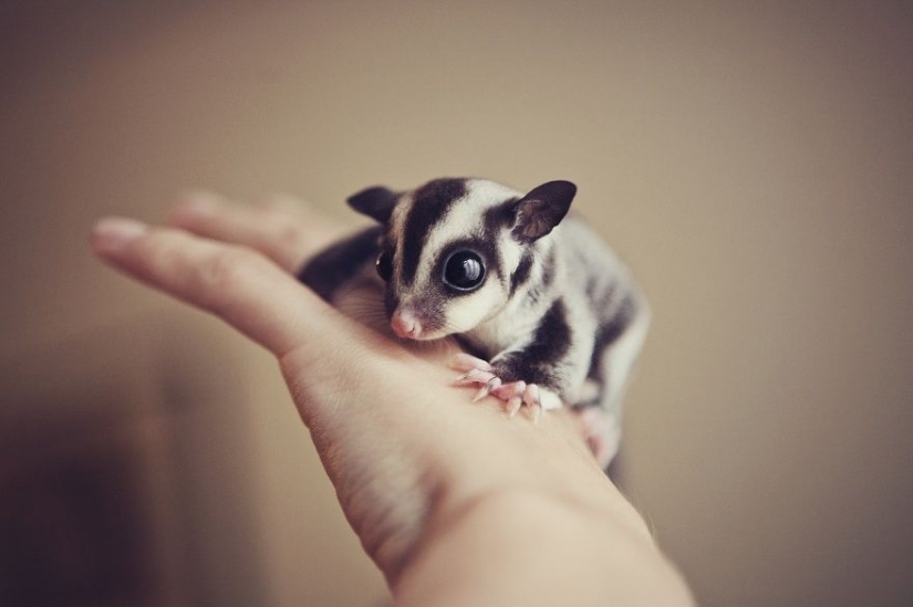 15 tiny babies that fit in the palm of your hand 15 tiny babies that fit in the palm of your hand
