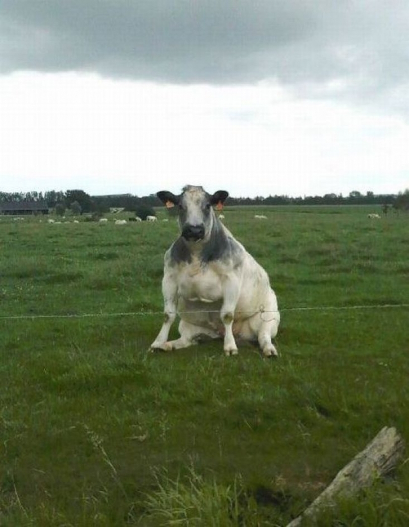 16 cute Chicks caught in stupid situations