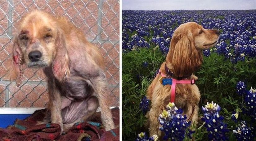 16 historias de perros de rescate que están al borde de la muerte, en el estilo de "antes y después" 16 historias de perros de rescate que están al borde de la muerte, en el estilo de "antes y después"