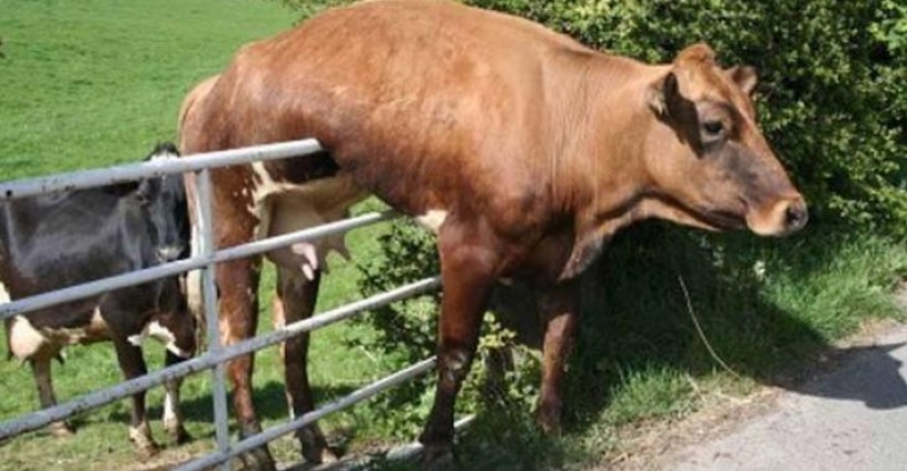 16 lindos Pollitos atrapados en situaciones estúpidas