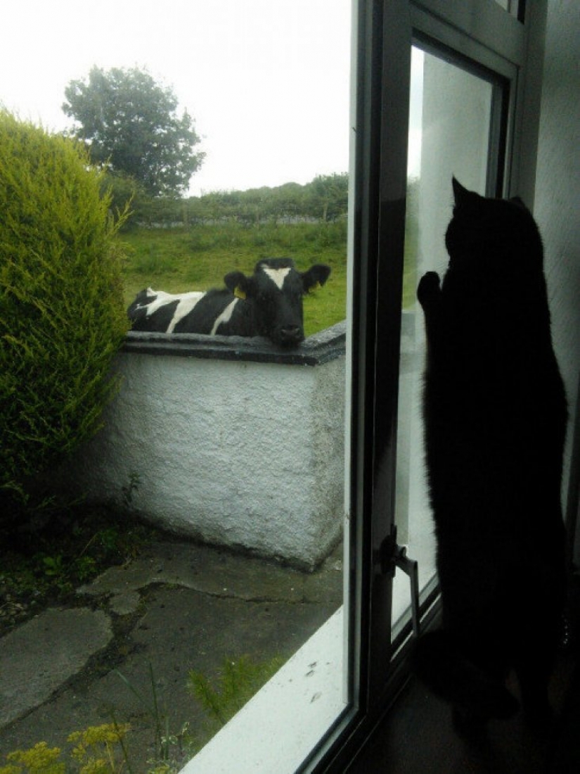 16 lindos Pollitos atrapados en situaciones estúpidas