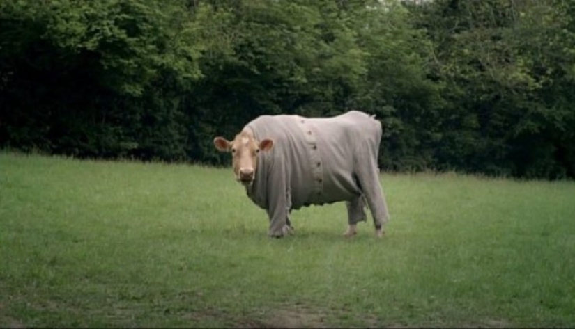 16 lindos Pollitos atrapados en situaciones estúpidas