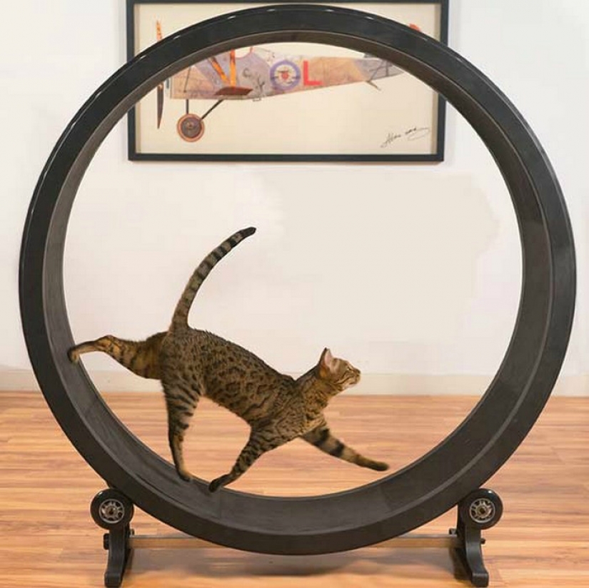 17 gadgets for the home that has a cat 17 gadgets for the home that has a cat