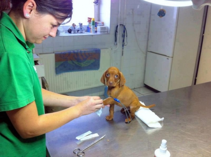 18 evidence that the veterinarian is sick profession