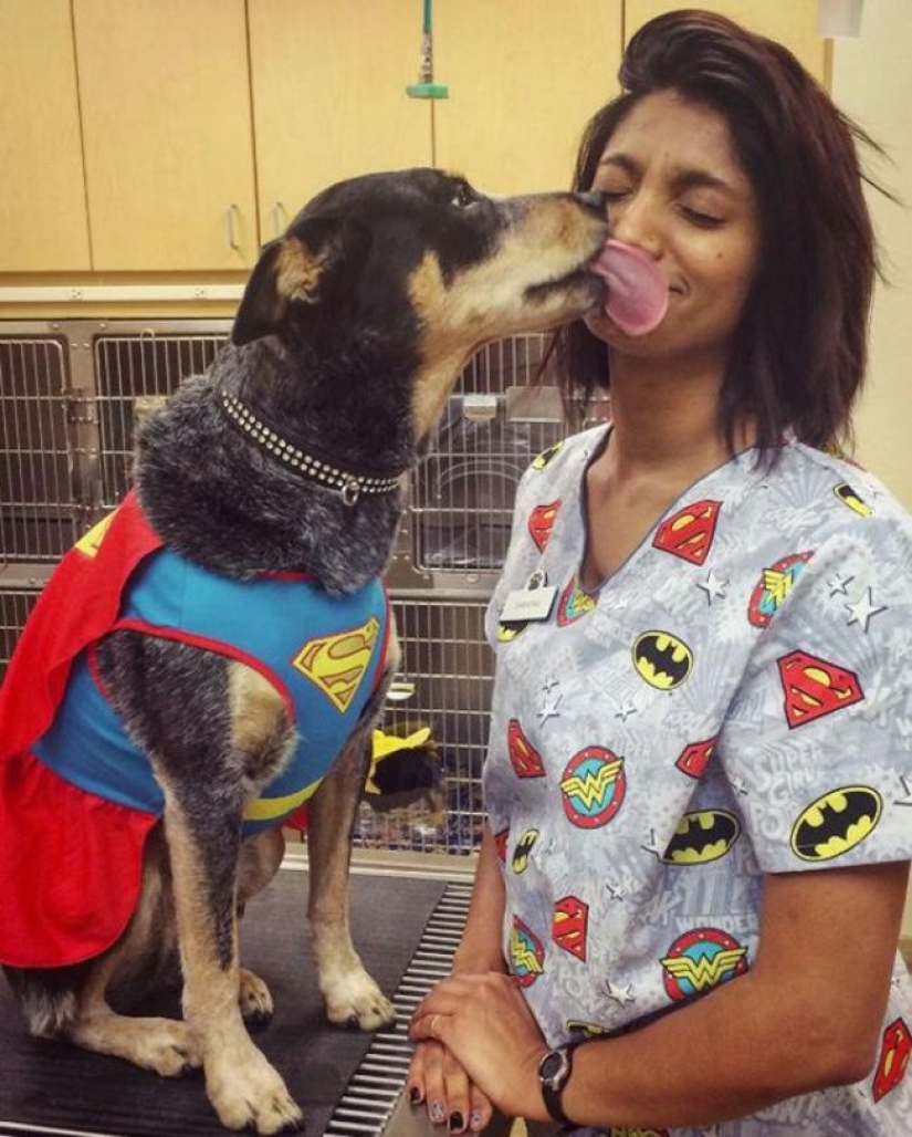 18 evidence that the veterinarian is sick profession