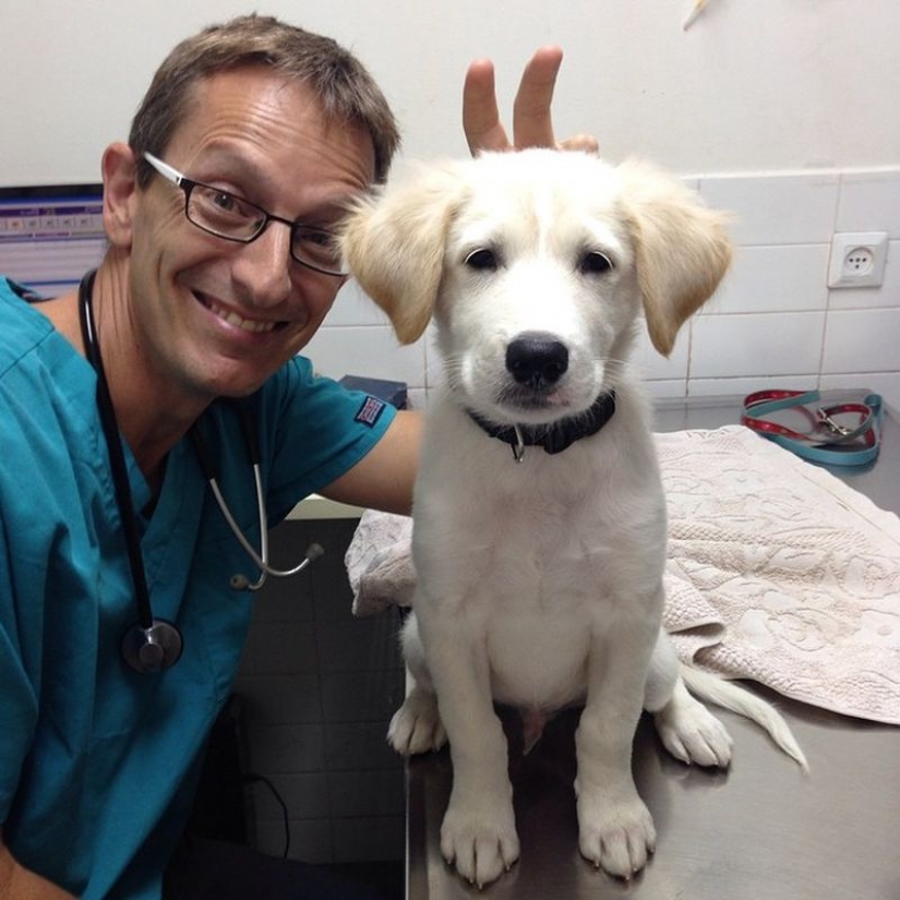 18 evidence that the veterinarian is sick profession