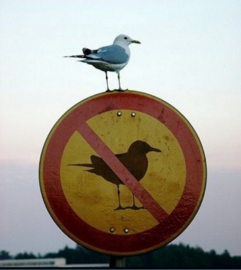 18 photos taken at just the right moment