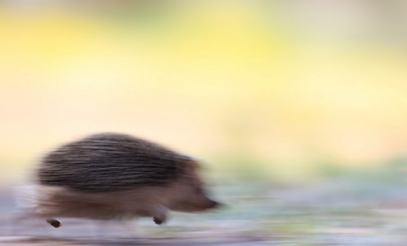 18 photos taken at just the right moment