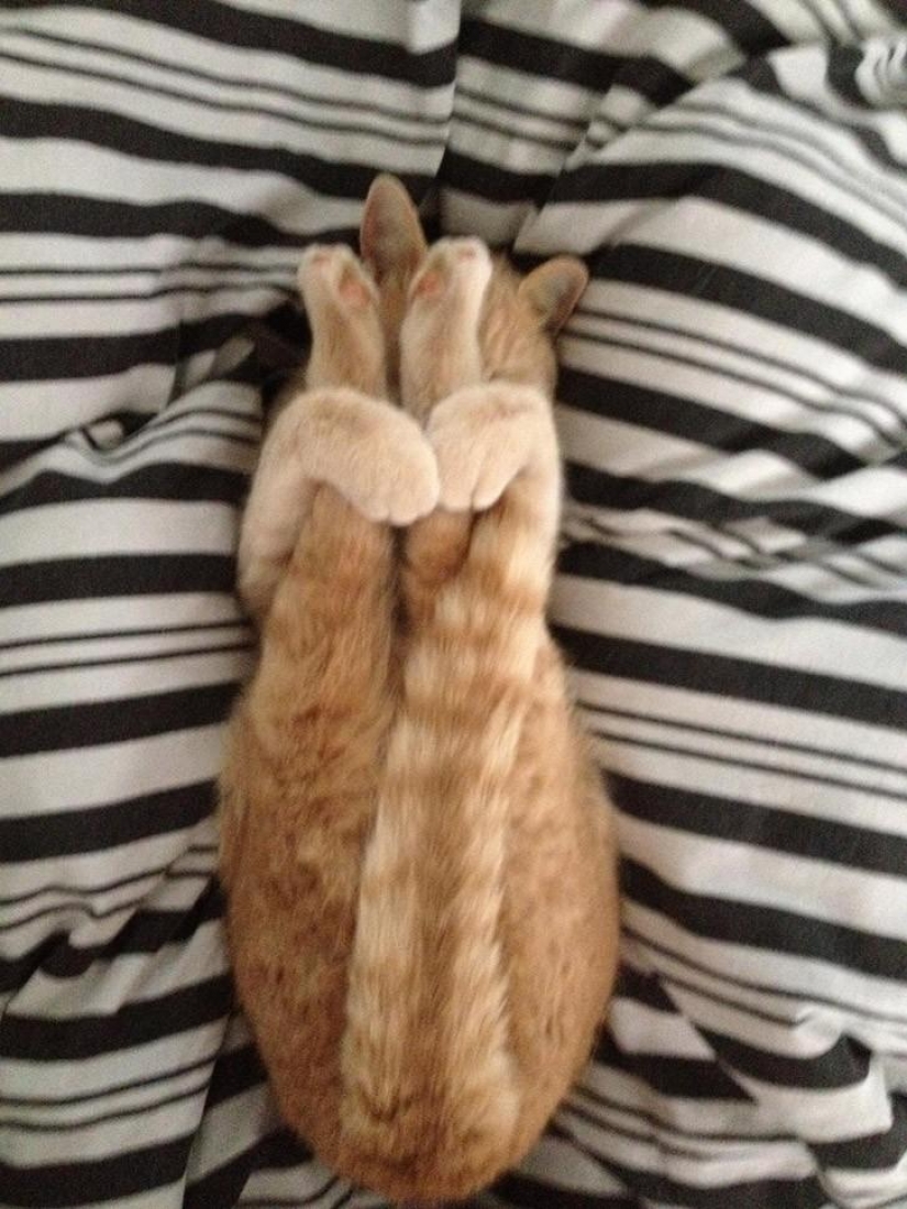 20 animals who do yoga better than you