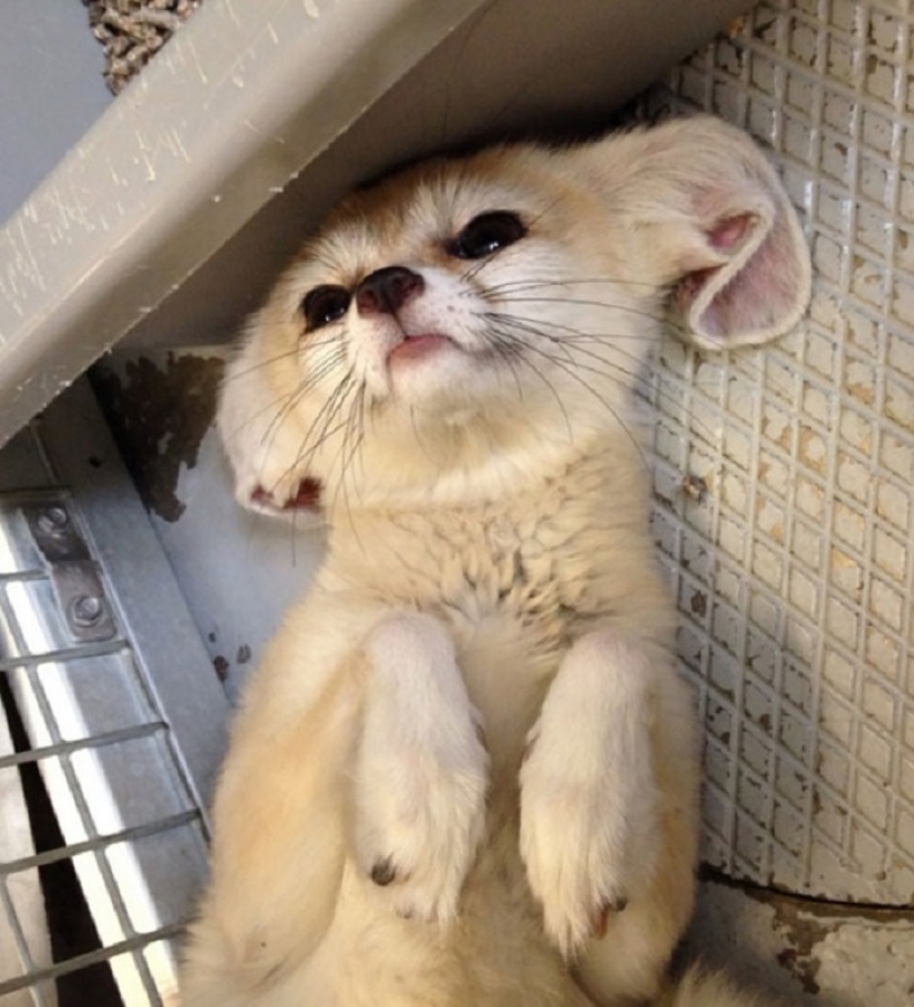 20 bellies that need to scratch