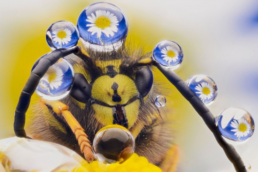 20 finalists for the funniest photos of wildlife