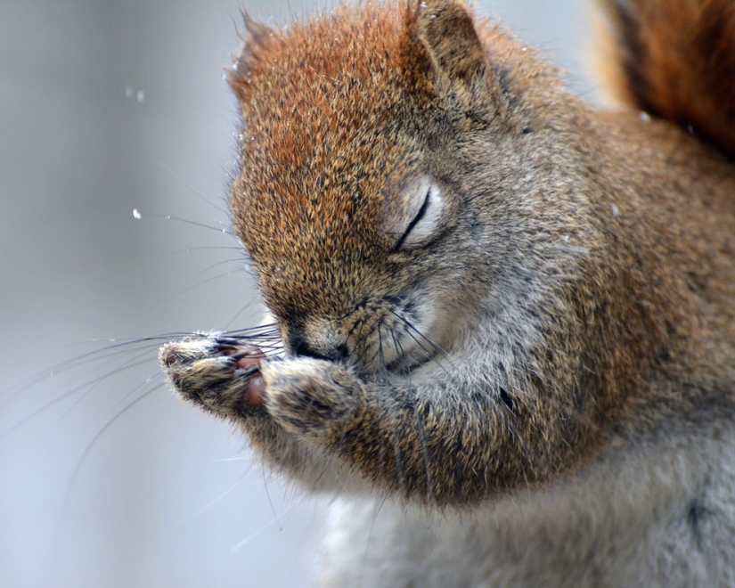 20 finalists for the funniest photos of wildlife