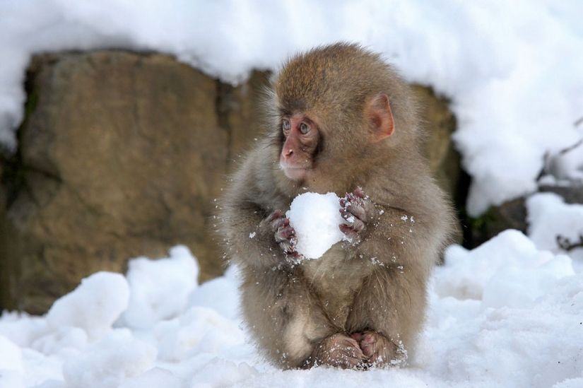 20 finalists for the funniest photos of wildlife