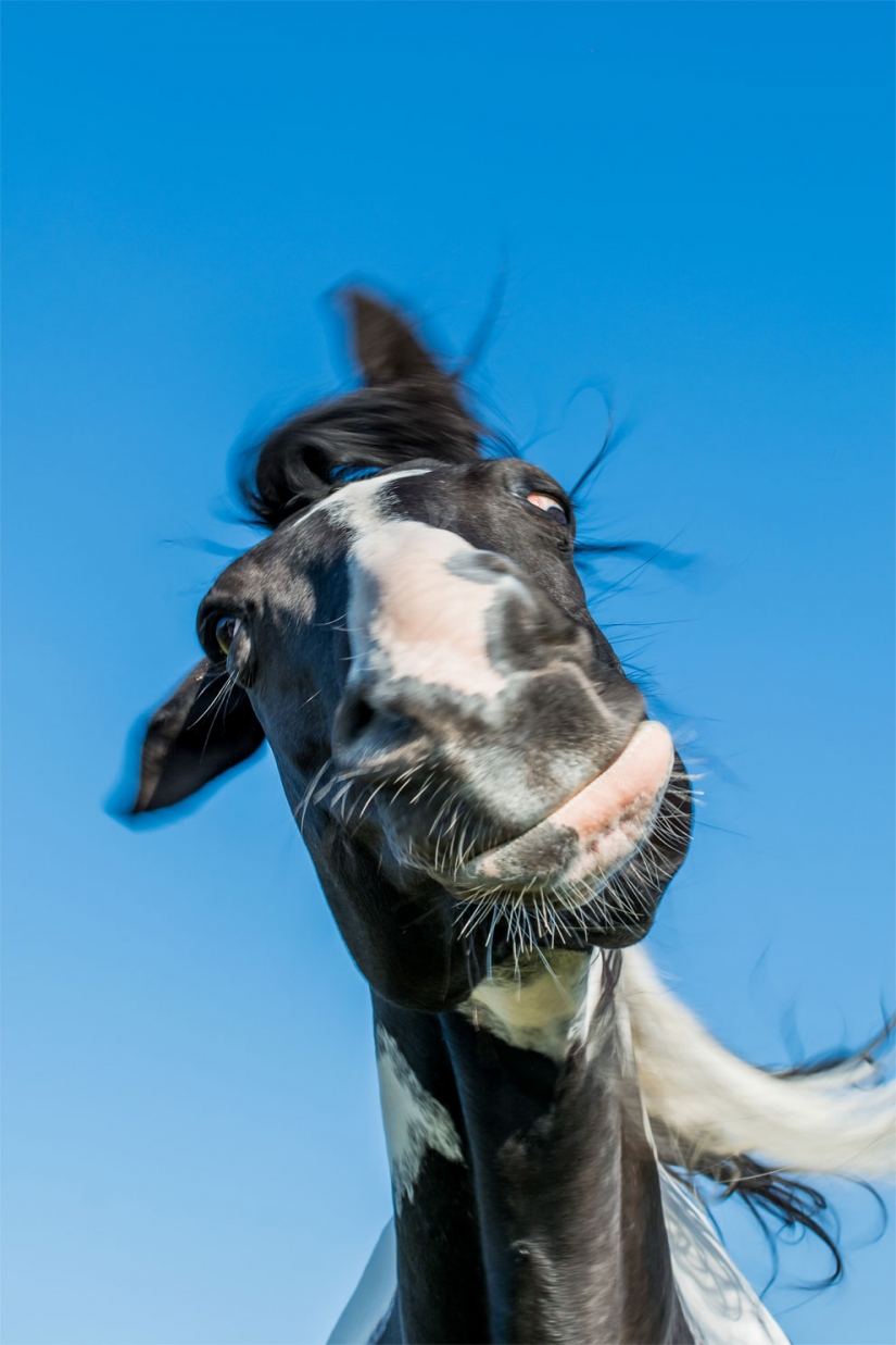 20 finalists for the funniest photos of wildlife