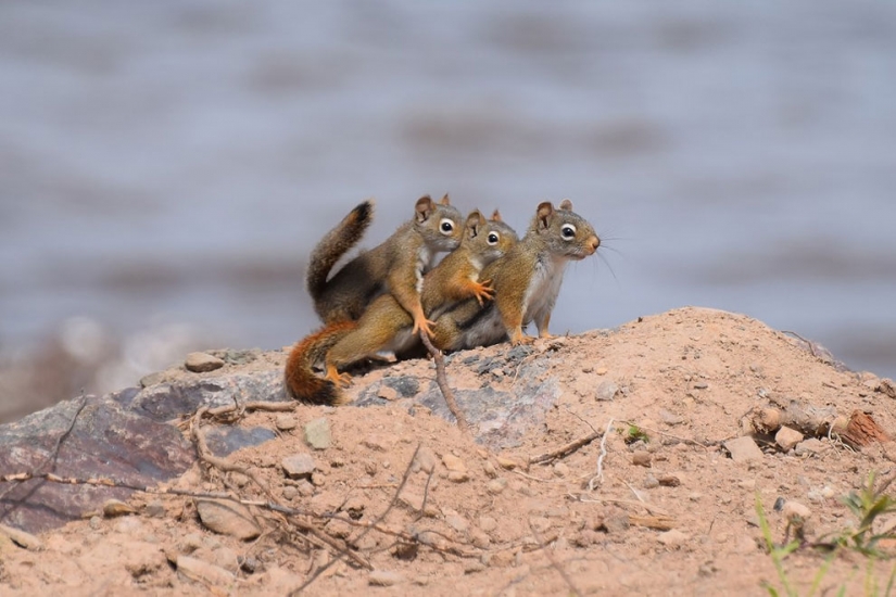 20 finalists for the funniest photos of wildlife