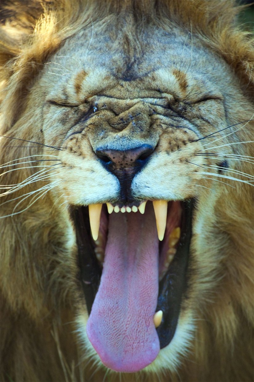 20 finalists for the funniest photos of wildlife