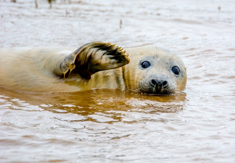 20 finalists for the funniest photos of wildlife