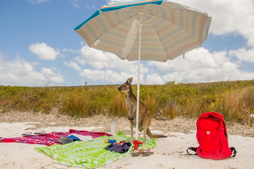 20 finalists for the funniest photos of wildlife