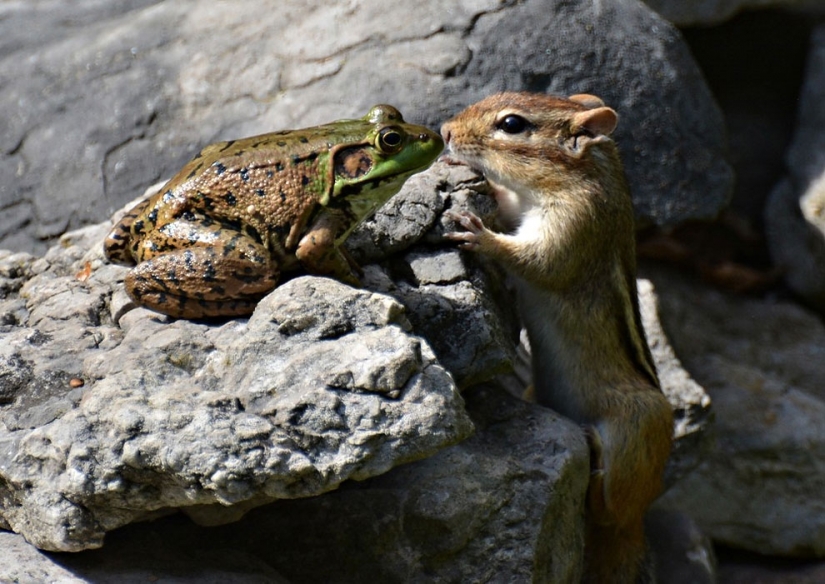 20 finalists for the funniest photos of wildlife