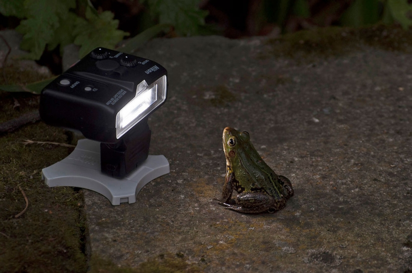 20 finalists for the funniest photos of wildlife
