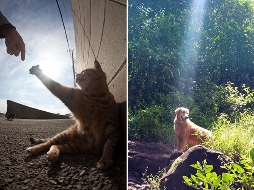 20 parcelas familiares, como si se copia de las pinturas del Renacimiento 20 parcelas familiares, como si se copia de las pinturas del Renacimiento