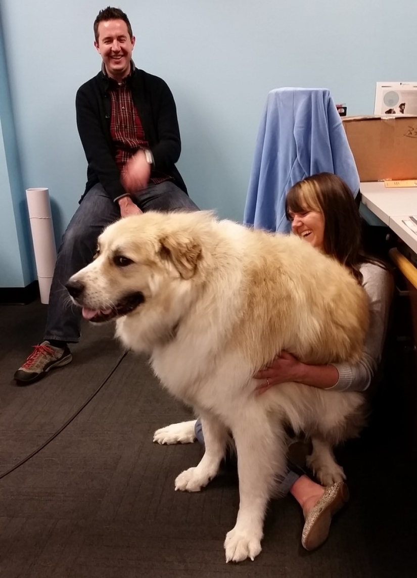 20 perros grandes que no tienen idea de lo enorme que