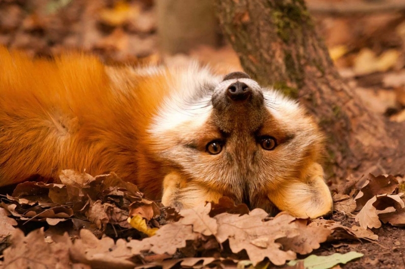 20 photos fall fantastic 20 photos fall fantastic