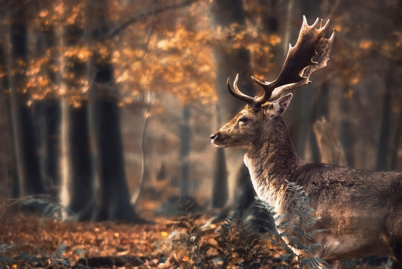 20 photos fall fantastic 20 photos fall fantastic