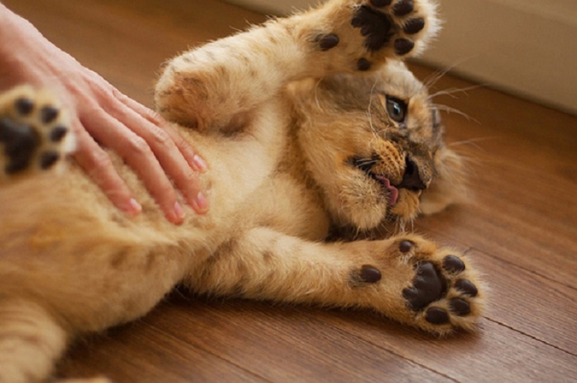 20 vientres que necesitan cero