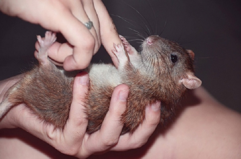 20 vientres que necesitan cero