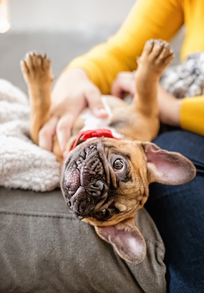 20 vientres que necesitan cero