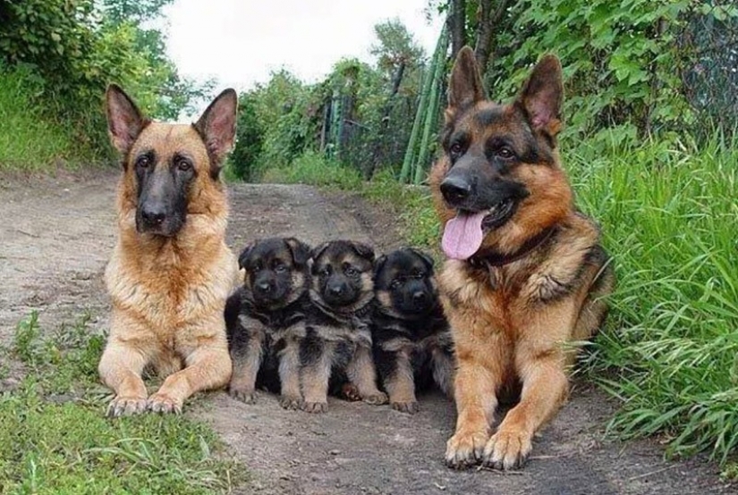 22 adorable animal family portraits that will show you what is photogenic