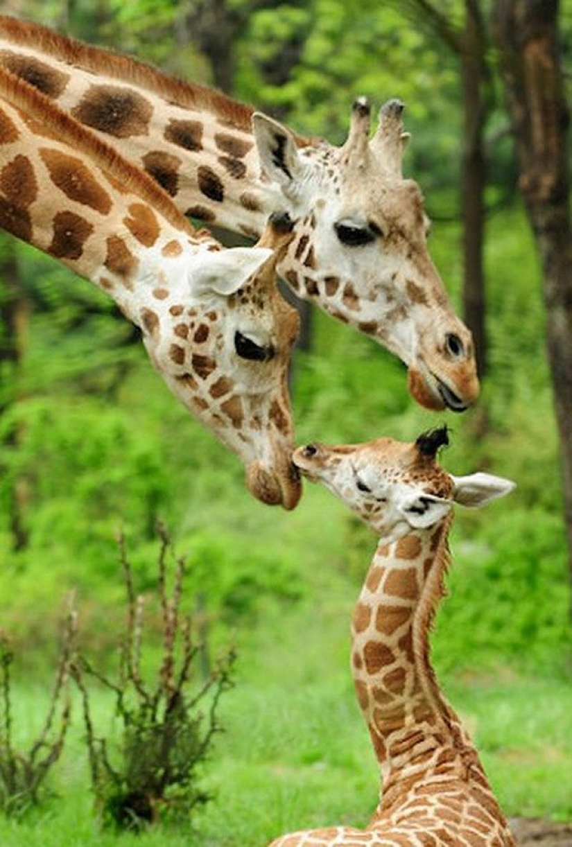 22 adorable animal family portraits that will show you what is photogenic